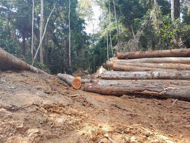 Hardwood Timber - Image 3